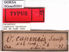 CollectionObject 1530707; 536b8293-e24f-4f2a-b80a-96d7d7e9a1b1: labels (syntype). (CollectionObject).
