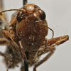 CollectionObject 1535142; 0ea891b6-e6a5-4ec7-b980-bbdb297ef3cb: male face (holotype). (CollectionObject).