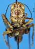CollectionObject 1537630; b593c271-5ac5-49c2-8970-7ee110b65e74: female, frontal view (syntype). (CollectionObject).