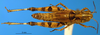 CollectionObject 1565651; 171eb416-728b-41f3-8dc6-378b2fd4db8a: female, dorsal view (allotype). (CollectionObject).