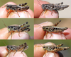Melanoplus marshallii (Thomas, 1875): (Otu).