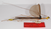 CollectionObject 1560612; f0c30491-3959-4ce1-a84b-b84f0a27f783: copyright ZMB, Berlin. male, lateral view (syntype). (CollectionObject).