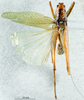 CollectionObject 1506477; a7584173-6fbb-432e-843b-2d1a3ad69e3e: male habitus dorsal view (topotype). (CollectionObject).