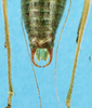 CollectionObject 1507217; 073142d4-a1c5-45e9-8974-03a5a11d8b76: male cerci. (CollectionObject).