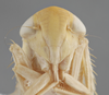 Head on Chlorotettix filamenta DeLong, 1937: Head/Face. (Observation).