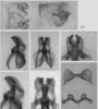 male genitalia. Depicts Melanoplus glaucipes (Scudder, 1875), an Otu.