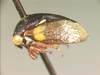 Monobelini Wallace & Deitz, 2004: _Monobelus biguttatus_. (Otu).