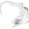 Pygofer, lateral view on Edwardsiana avellanae (Edwards, 1888): Pygofer, lateral view. (Observation).