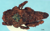 CollectionObject 1580141; ef0d3ee0-c225-4988-9e51-5be01cbd45a3, NHMUK10924413: male, dorsal view (syntype). (CollectionObject).