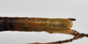 CollectionObject 1559854; NTUC 742, others barcoded, 616422ea-83f3-438c-83a2-d178842e7333: copyright NTUC. female: end of abdomen, dorsal view (syntype). (CollectionObject).