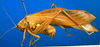 CollectionObject 1500525; 2857b578-812c-4e9e-9e38-8dc434cc5240, DORSA BTdapgenS01: male, lateral view (syntype). (CollectionObject).