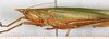 CollectionObject 1592160; NMW 10380, 53ea4249-35fb-4f72-a339-0a7c2bcec8e1: female, lateral view. (CollectionObject).