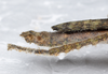 CollectionObject 1576225; 985b8913-dce5-4f73-8c67-3ef86f73e59a: copyright FRCS, Sabah. female: end of abdomen, lateral view (holotype). (CollectionObject).