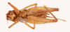 CollectionObject 1585750; 91730502-62e7-4c9a-8d27-fa79d894eea1: female, ventral view (allotype). (CollectionObject).