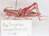 Aptoceras monstruosus Descamps, 1981: Image Carbonell, C.S. female (allotype or paratype?). (Otu).