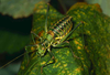 CollectionObject 1536570; c8262fbb-b1f3-46d7-9011-5fc5c33ba2b7, CH3384: male, dorso-lateral view. (CollectionObject).