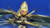 CollectionObject 1520494; db876023-045e-4e14-9da9-29234da6afdf: male, frontal view (type of Conocephalus latipennis). (CollectionObject).
