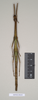 CollectionObject 1562972; 1352e632-389c-4b3a-881f-3ea91749d186: copyright Natural History Museum, London. female (paratype). (CollectionObject).;CollectionObject 1562973; f491bf24-c43d-4575-8225-d562efcae64a: copyright Natural History Museum, London. female (paratype). (CollectionObject).