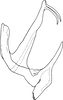 Aedeagus, lateral view on Anufrievia parisakazu Cao & Zhang, 2018: Aedeagus, lateral view. (Observation).