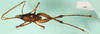 CollectionObject 1500221; 8c2279db-ab8c-46e5-ac86-e29dabe99948: dorsal view (syntype). (CollectionObject).