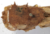 CollectionObject 1539577; e07c7a17-d7b7-4ab0-a775-30a971694e76: female pronotum, dorsal view (holotype). (CollectionObject).
