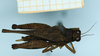 CollectionObject 1597041; 8b820056-aec9-4a6e-b4a3-8770c281e16e: female (no type), dorsal view. (CollectionObject).