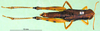 CollectionObject 1502277; e605ac48-ad0e-4979-a7bd-f95dd4f17354, DORSA BA000521S02: female, dorsal view (syntype). (CollectionObject).