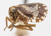 Habitus, lateral view on Dictyssa monroviana Doering, 1938: (Observation).