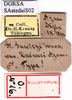 CollectionObject 1530812; fceebb2b-28bf-4f1a-b400-265890b328cb: labels (allotype or syntype). (CollectionObject).