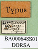 CollectionObject 1501124; c7953c95-0d29-4b54-855b-c48820760e7d, DORSA BA000648S01: labels (holotype). (CollectionObject).