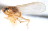 Habitus, lateral view on Delphacodes mesada Caldwell, 1951: (Observation).