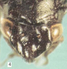 Head: !! display not done !! on Neotynelia pubescens (Fabricius, 1803): (Observation).