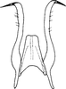 Stylus on Farynala palina Chiang, Hsu & Knight, 1989: Stylus. (Observation).