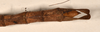 CollectionObject 1562320; 512ec891-ed0b-40be-a603-57135b9564e5: copyright OUMNH. female: end of abdomen, dorsal view of Acrophylla enceladus (syntype). (CollectionObject).;CollectionObject 1562321; a0fe8cae-f149-464f-8193-36e5eba2400e: copyright OUMNH. female: end of abdomen, dorsal view of Acrophylla enceladus (syntype). (CollectionObject).