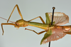 CollectionObject 1559846; abb1d81c-bde9-4d41-9cf0-f80d4edba0ee: copyright USNM, Washington. (CollectionObject).;CollectionObject 1559847; e611e944-2d48-40fc-b5bd-7cd65ae6fc57: copyright USNM, Washington. (CollectionObject).