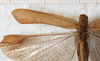 CollectionObject 1565817; 9f55c614-6209-42b8-a11b-599b19daa01a: femae, left tegmen (syntype). (CollectionObject).