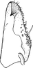 Subgenital plate: Subgenital plate, dorsal view. (Observation).