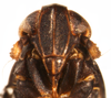 Head: !! display not done !! on Nothodelphax lineatipes (Van Duzee, 1897): (Observation).