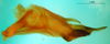 CollectionObject 1567477; 127f8291-efb9-4931-9e40-039aa375ca27: male, lateral view (paratype). (CollectionObject).