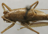 CollectionObject 1535070; 8dc1e5c0-e28e-404c-8caf-d26b78114984: male pronotum, dorsal view (lectotype). (CollectionObject).