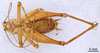 CollectionObject 1507480; a7baa946-634e-448d-8d86-36036ab641ae: Male, ventral view (holotype). (CollectionObject).