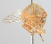 Head: !! display not done !! on Carynota strombergi Goding, 1893: (Observation).