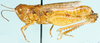 Pseudogmothela pallida (Kirby, 1902): female, lateral view (as Pseudogmothela megalocephala). (Otu).
