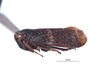 Habitus, lateral view on Dialodia pectinata (Nielson, 1982): (Observation).
