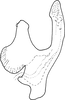Aedeagus, lateral view on Dziwneono sagittata Dworakowska, 1993: Aedeagus, lateral view. (Observation).