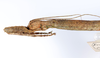 CollectionObject 1562343; c8b726ff-faaa-44ad-b8fa-713c02fe130c: copyright ZMUH, Hamburg. female: head & thorax, lateral view (syntype). (CollectionObject).