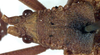 CollectionObject 1531815; 2ebc68e4-446e-43fa-b673-457e54558845: female head and pronotum, dorsal view (holotype). (CollectionObject).