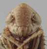 Head on Athysanella (Pectinapyga) texana (Osborn, 1930): Head. (Observation).