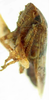 Habitus, lateral view: !! display not done !! on Curtara (Curtara) brevenda DeLong, 1980: Female allotype [MLP]: habitus, anterolateral view. (Observation).