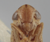 Head on Athysanella (Amphipyga) triodana Ball & Beamer, 1940: Head. (Observation).